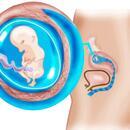 Hamilelikte 9. hafta