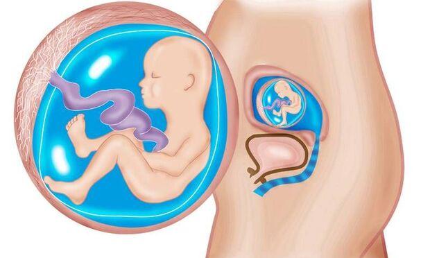 Hamilelikte 18. hafta