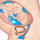 Hamilelikte 38. hafta